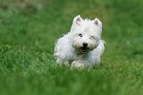 WESTIE 288
